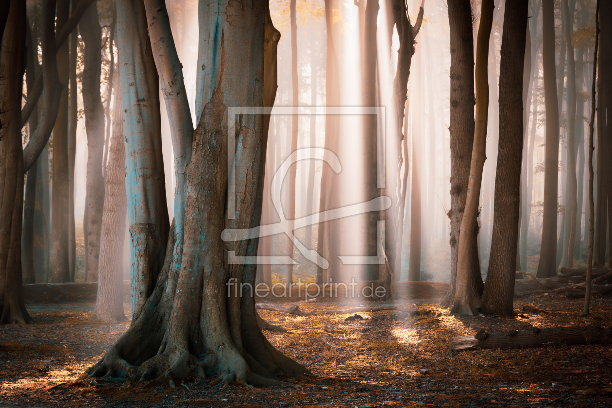 Bild-Nr.: 12617305 Wald im Herbstlicht erstellt von Martin Martin Wasilewski