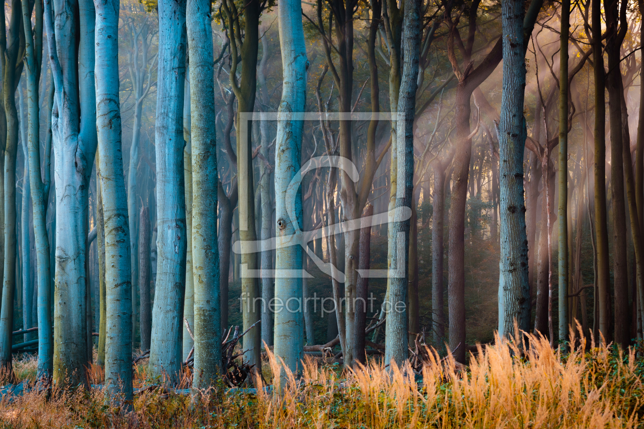 Bild-Nr.: 12617400 Herbst im Gespensterwald erstellt von Martin Martin Wasilewski
