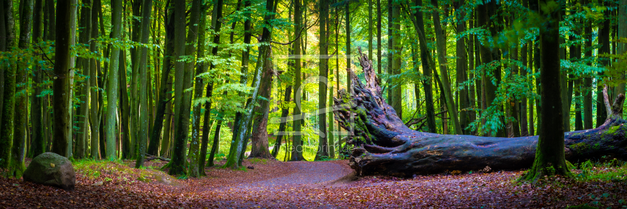 Bild-Nr.: 12621434 Wald auf Insel Rügen erstellt von Martin Martin Wasilewski