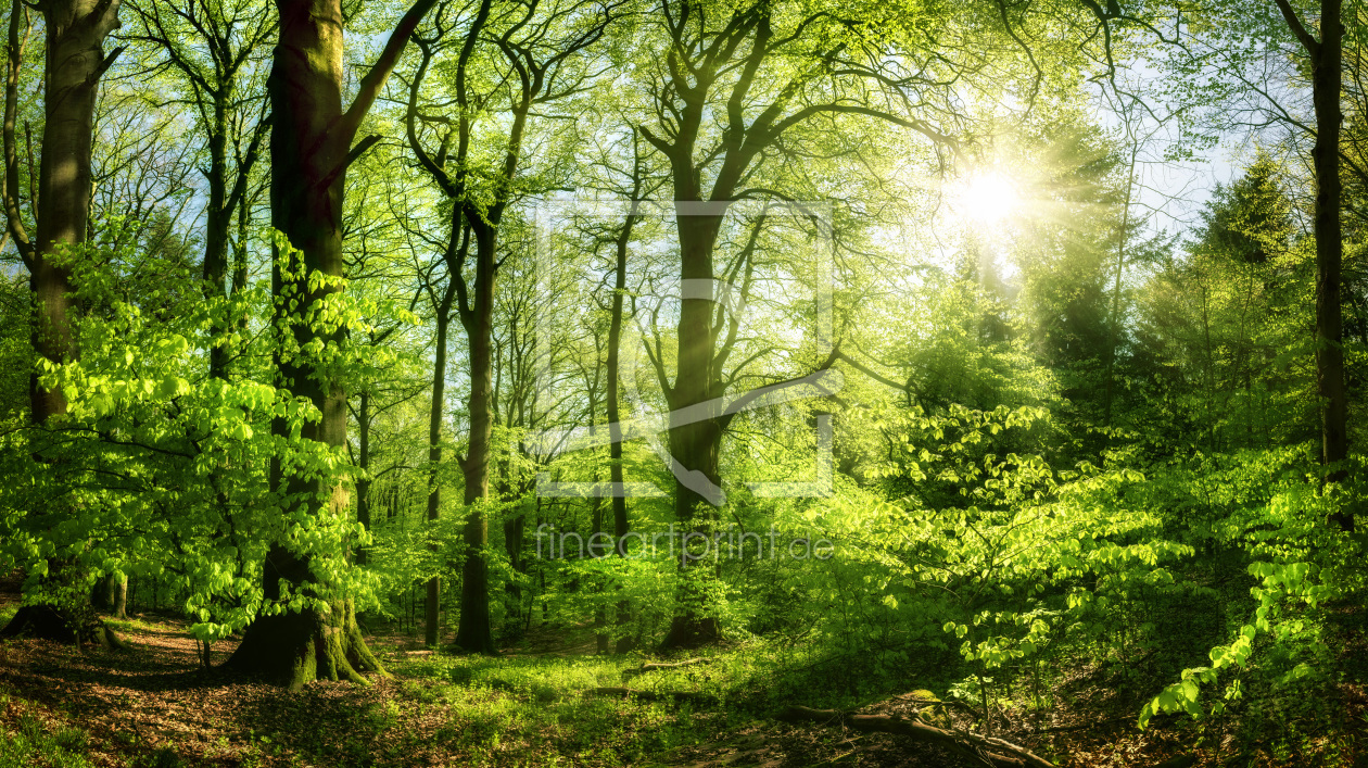 Bild-Nr.: 12626540 Grüner Wald im Sonnenlicht erstellt von Smileus