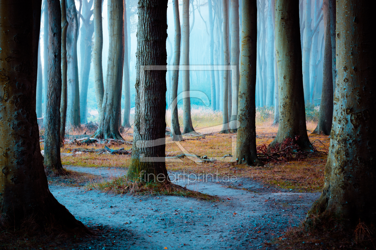 Bild-Nr.: 12627297 Bäume im Nebel erstellt von Martin Martin Wasilewski