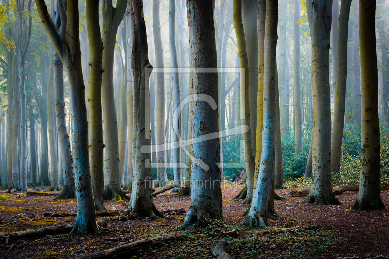 Bild-Nr.: 12627298 Herbstmorgen im Wald erstellt von Martin Martin Wasilewski