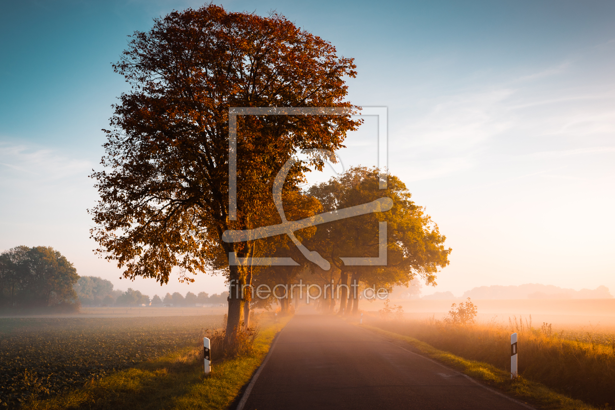 Bild-Nr.: 12627662 Allee auf Insel Rügen im Herbst erstellt von Martin Wasilewski