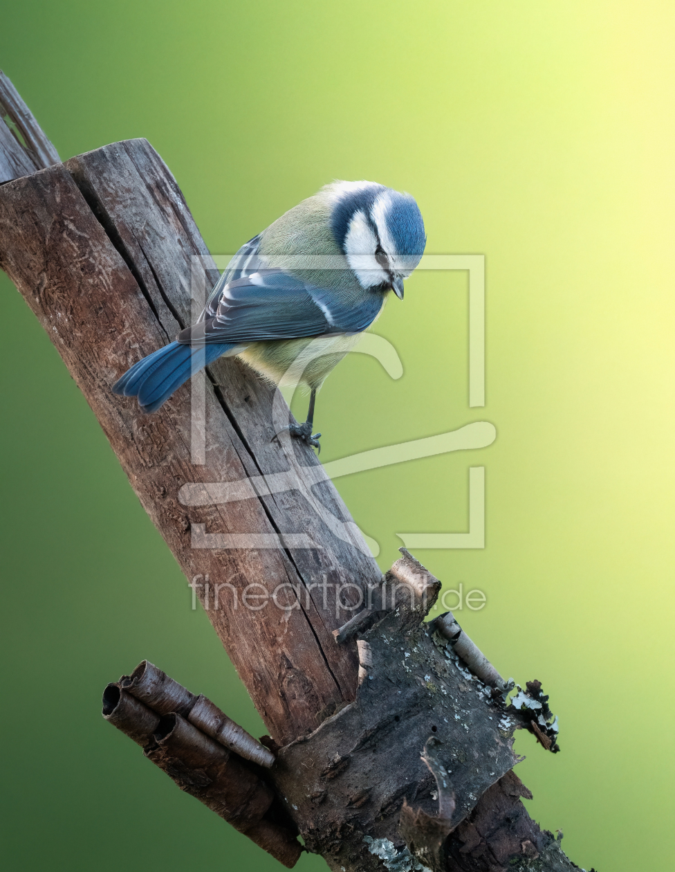 Bild-Nr.: 12627947 Blaumeise  erstellt von KundenNr-294480