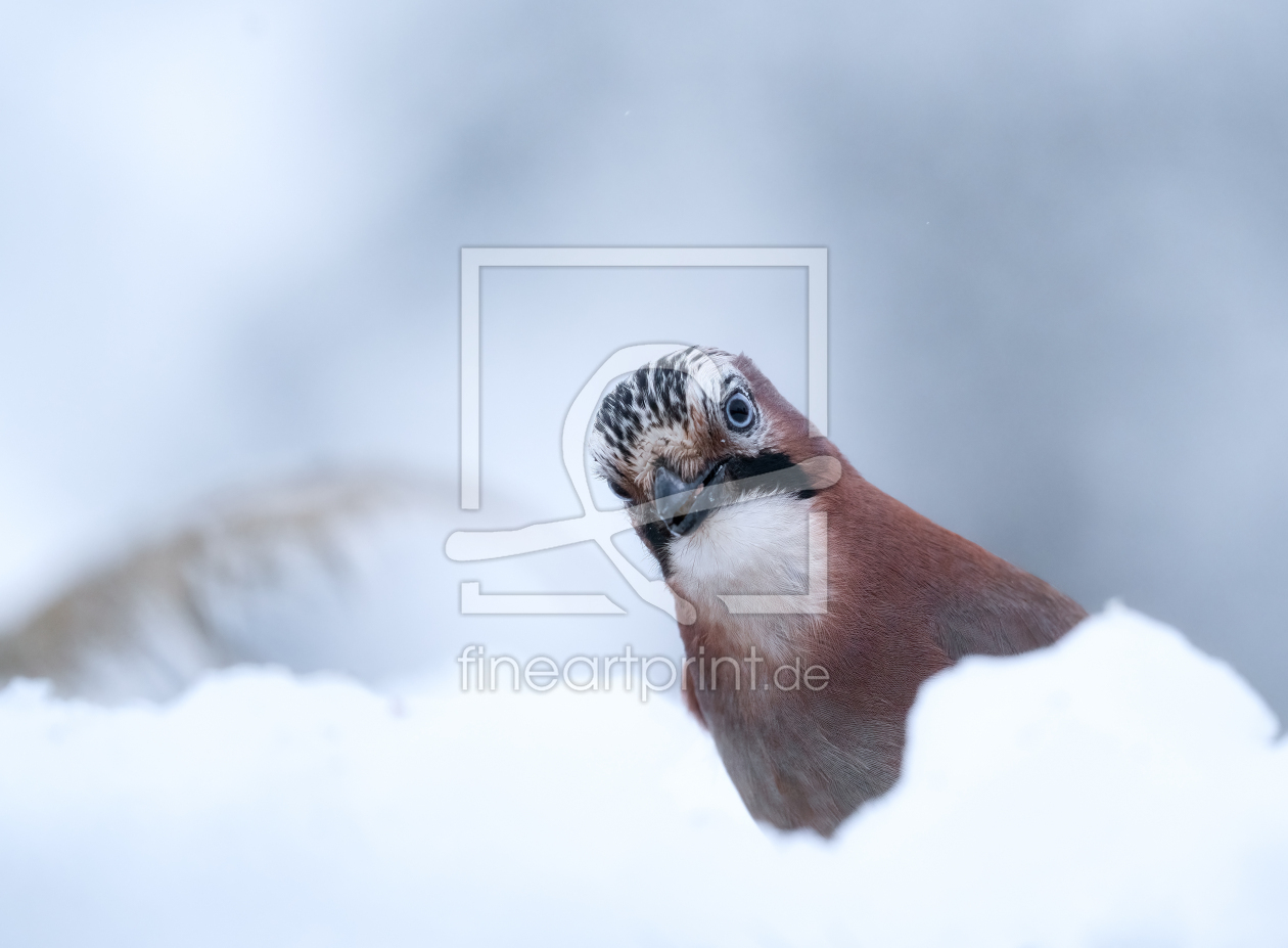 Bild-Nr.: 12627950 Eichelhäher im Schnee erstellt von KundenNr-294480