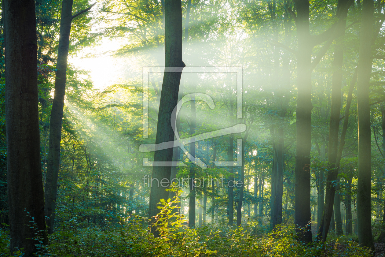 Bild-Nr.: 12628330 Licht im Wald erstellt von Martin Martin Wasilewski