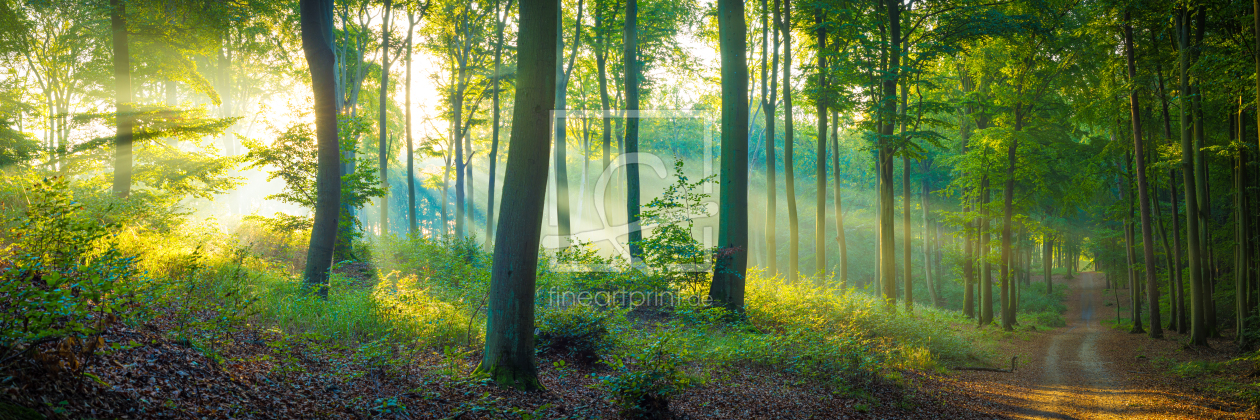 Bild-Nr.: 12628344 Waldweg im Licht - Panorama erstellt von Martin Wasilewski