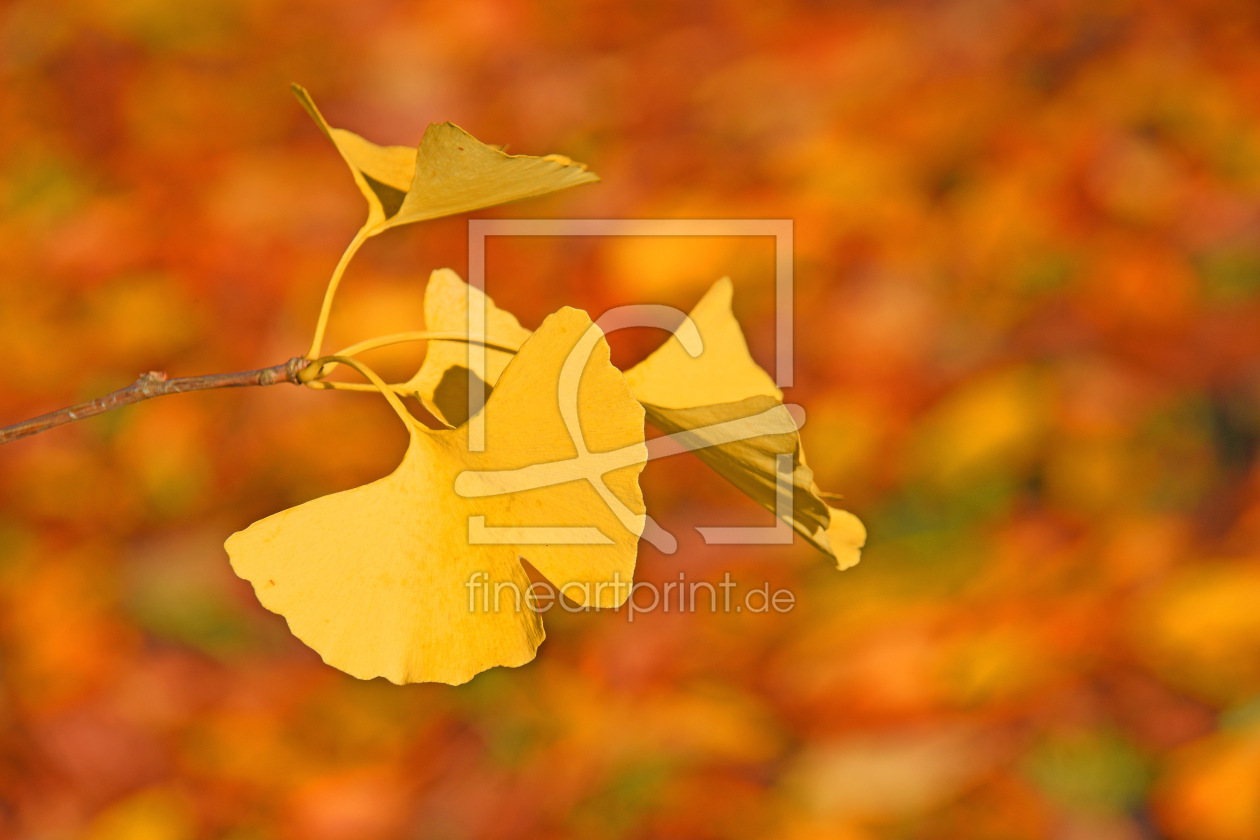 Bild-Nr.: 12628498 Ginkgo erstellt von GUGIGEI