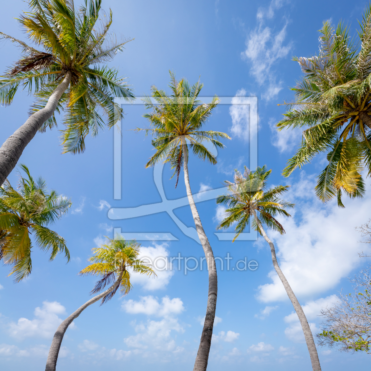 Bild-Nr.: 12629308 Kokospalmen vor blauem Himmel erstellt von eyetronic