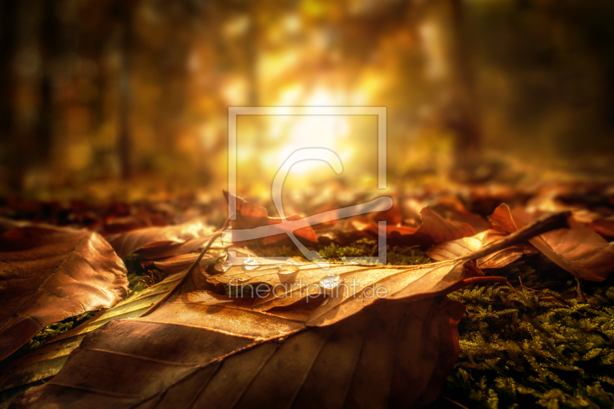Bild-Nr.: 12629804 Blätter auf einem Waldboden im Herbst erstellt von Smileus