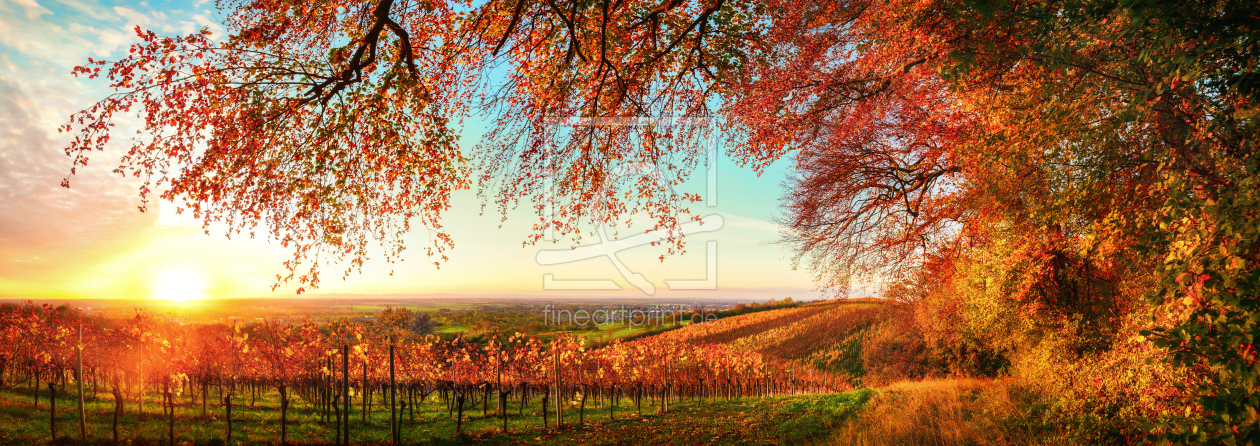 Bild-Nr.: 12630000 Landschaft aus Weinbergen im Herbst erstellt von Smileus