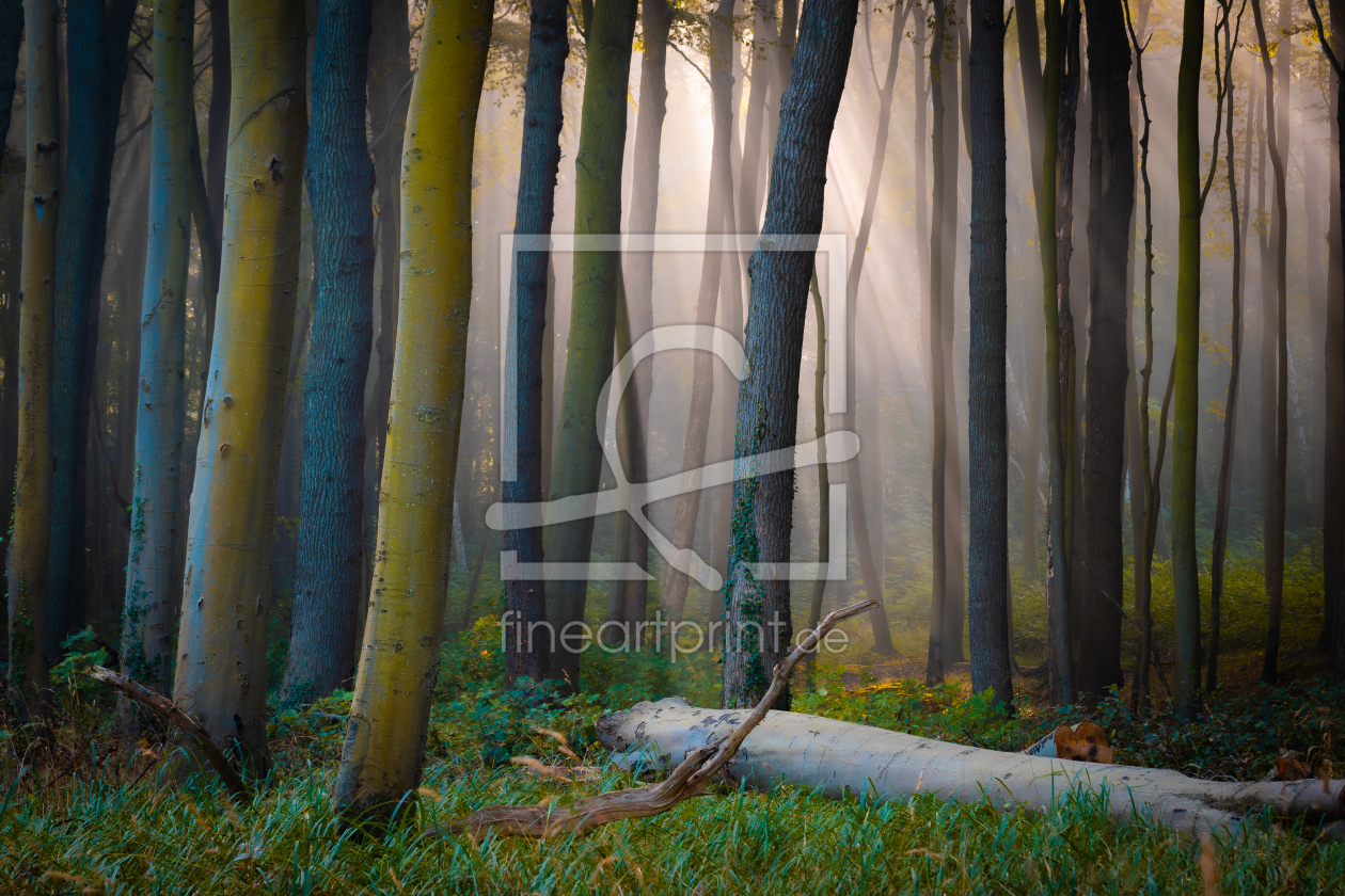 Bild-Nr.: 12630004 Wald im Herbstlicht erstellt von Martin Martin Wasilewski