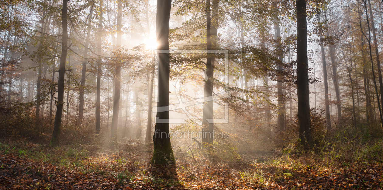 Bild-Nr.: 12630366 Sonnenstrahlen verzaubern den Wald erstellt von Smileus