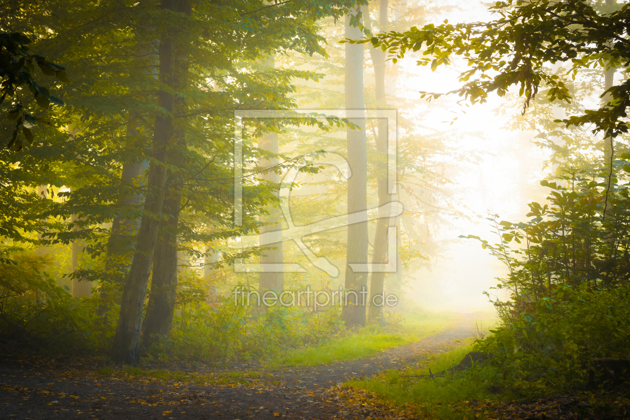 Bild-Nr.: 12631973 Nebel im Herbstwald erstellt von Martin Martin Wasilewski
