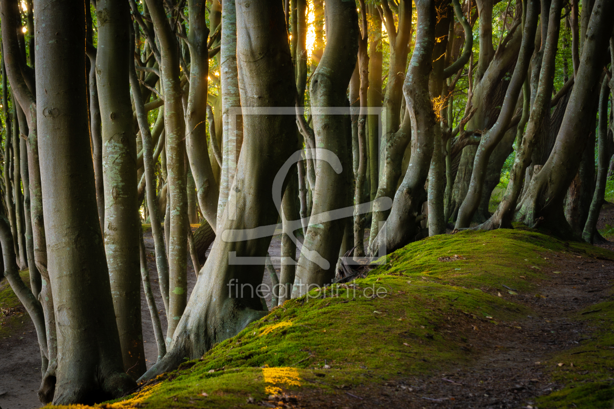 Bild-Nr.: 12632393 Herbstlicht im Küstenwald erstellt von Martin Wasilewski