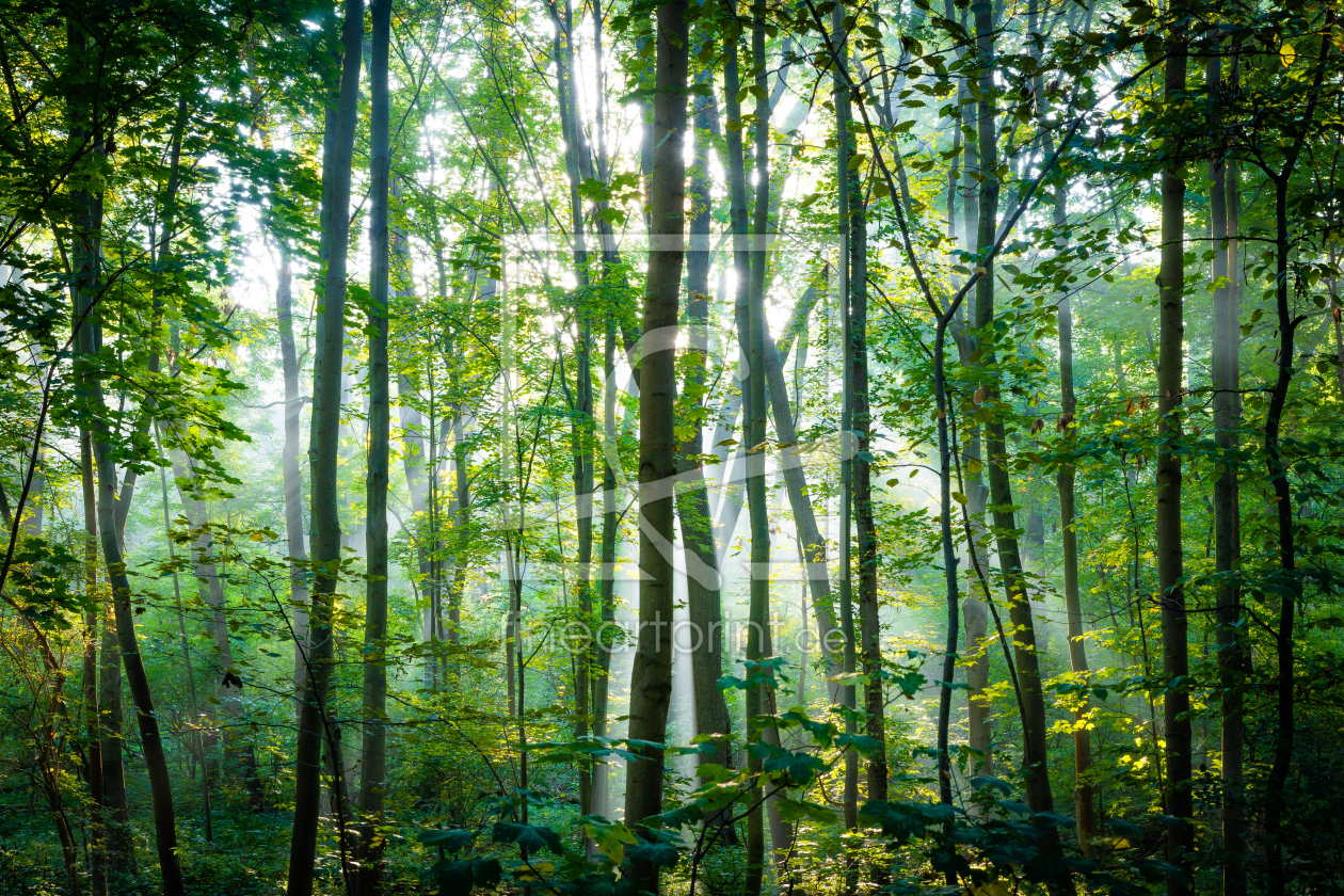 Bild-Nr.: 12633205 Morgen im Wald erstellt von Martin Martin Wasilewski