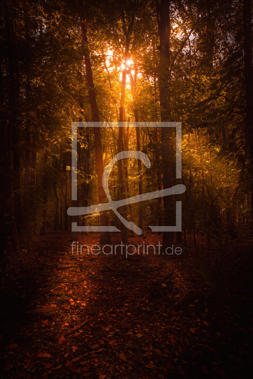 Bild-Nr.: 12634359 Herbstwald erstellt von Pixelboy