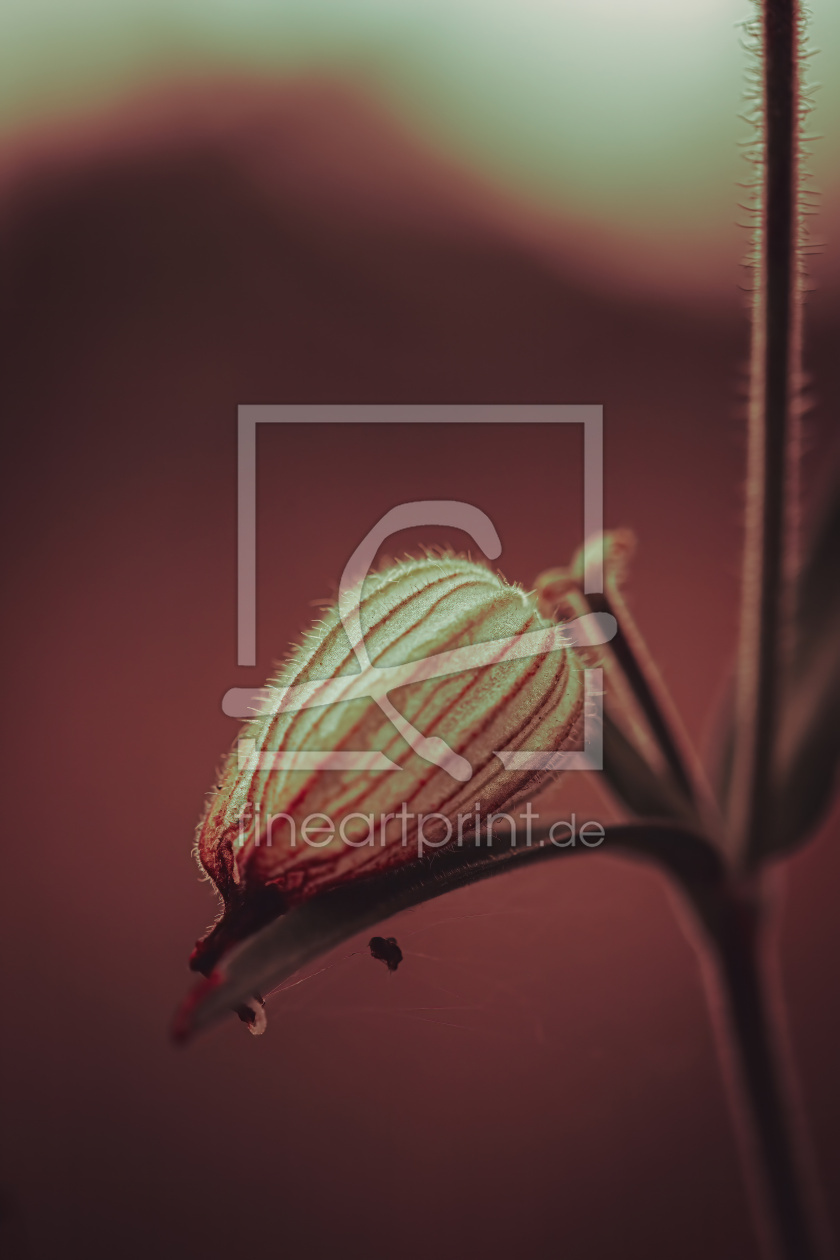 Bild-Nr.: 12634360 Blume erstellt von Pixelboy
