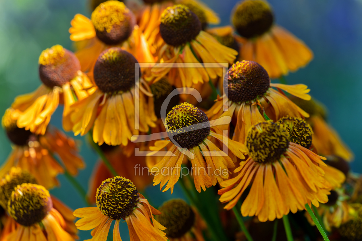 Sonnenfreunde 