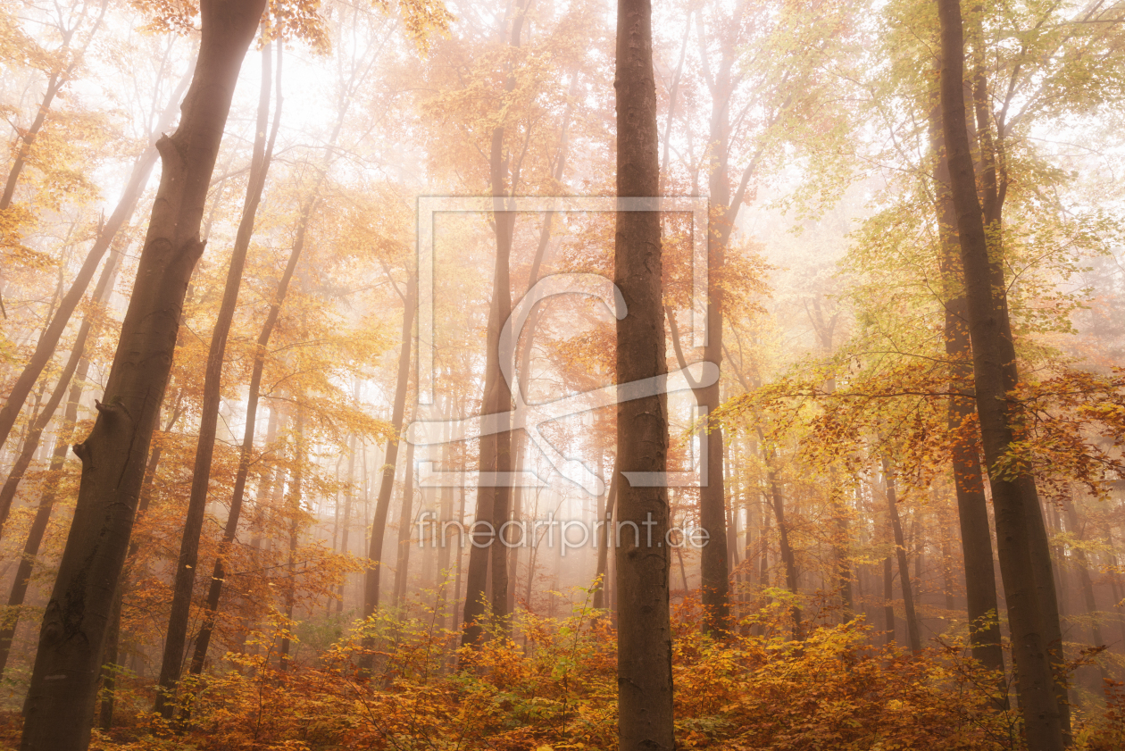 Bild-Nr.: 12634993 Blick in den Herbstwald erstellt von luxpediation