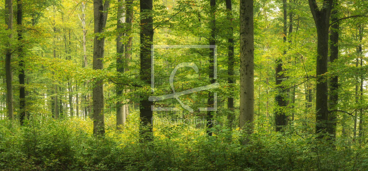 Bild-Nr.: 12636304 Grüner Laubwald erstellt von luxpediation