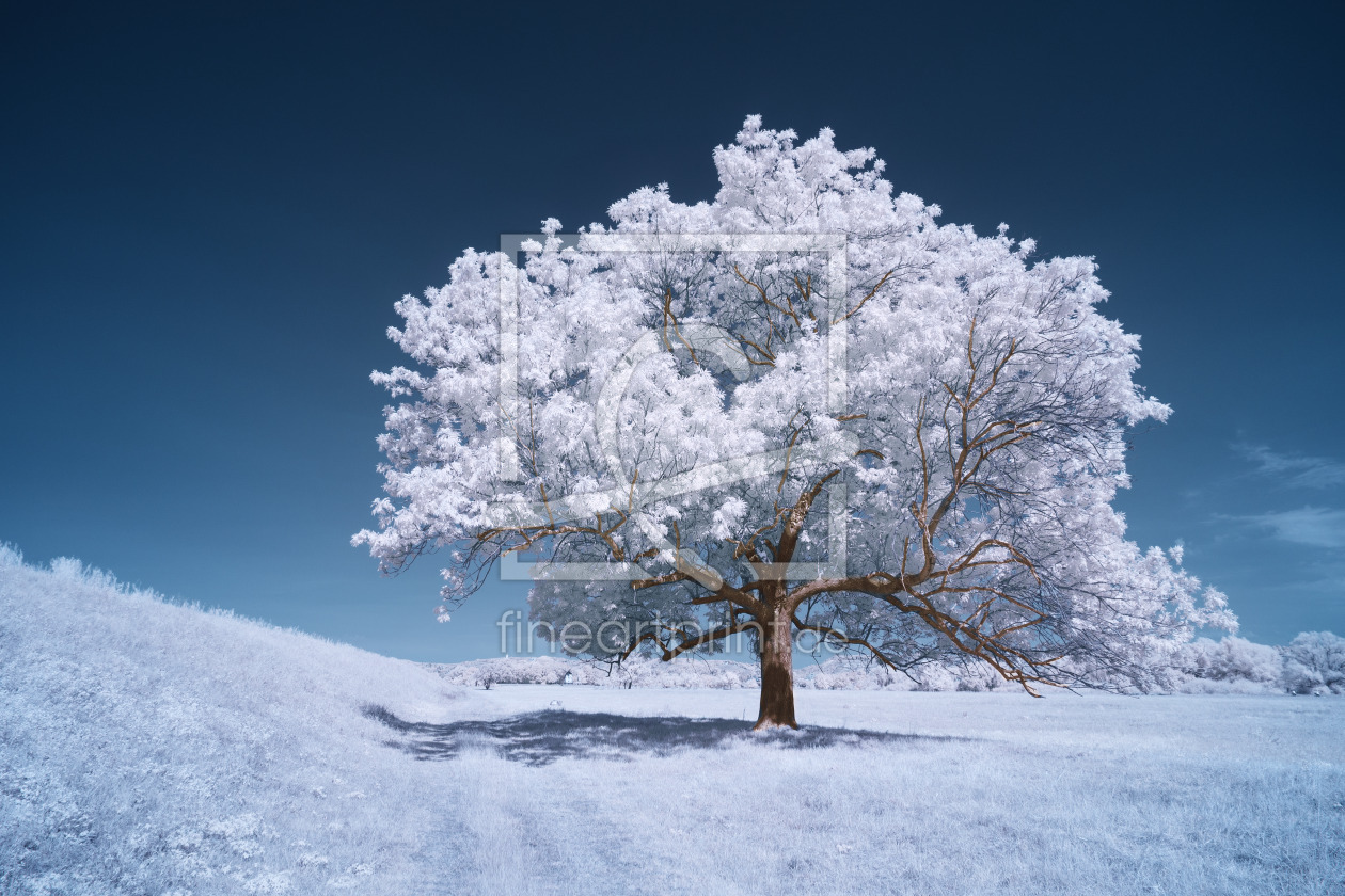 Bild-Nr.: 12637373 Der Baum Infrarot Fotografie erstellt von panoramos