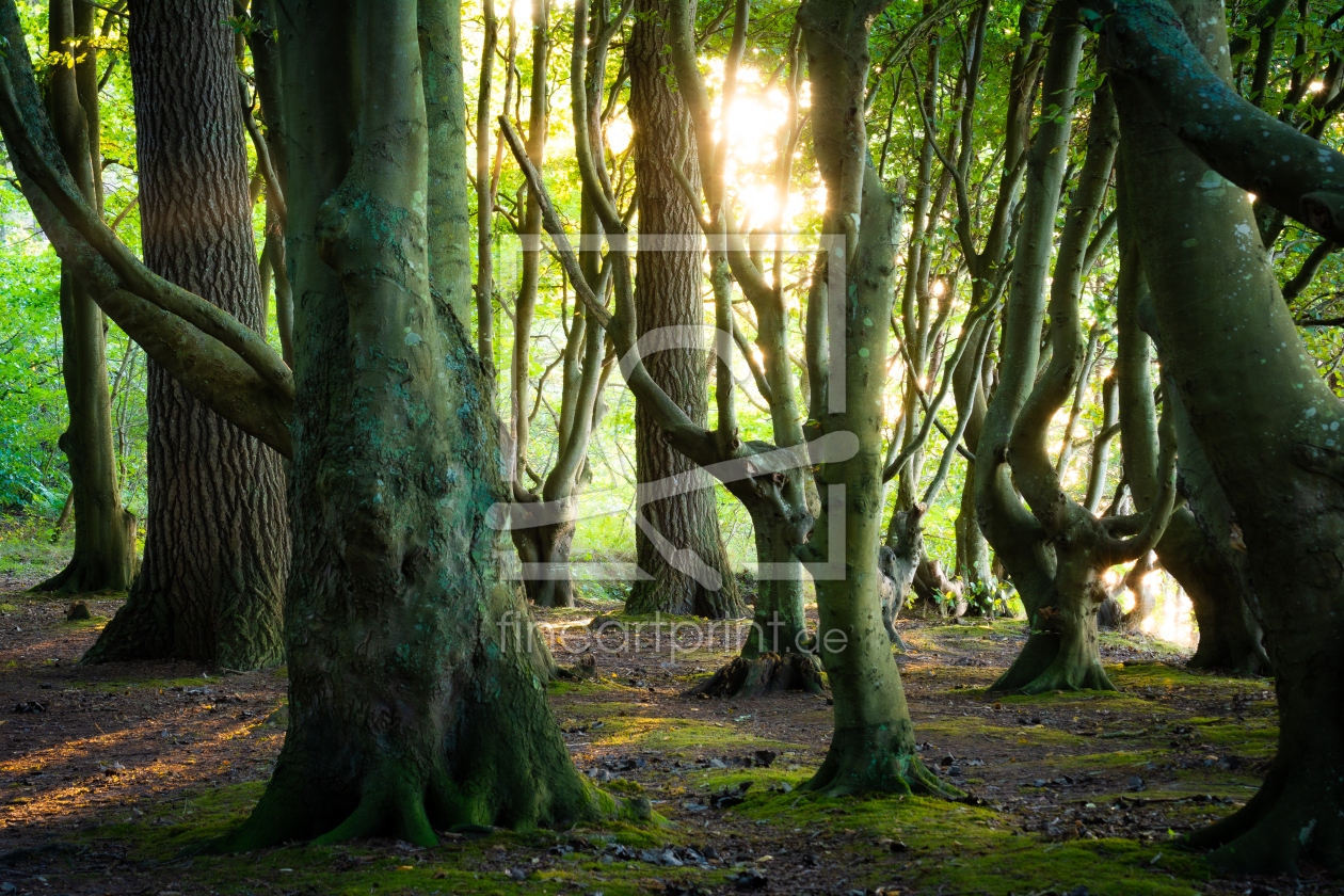 Bild-Nr.: 12638072 Wald auf Insel Rügen im Herbst erstellt von Martin Martin Wasilewski