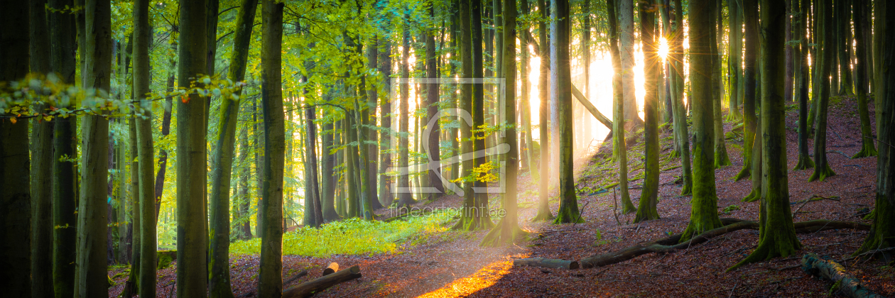 Bild-Nr.: 12638075 Die Sonne scheint in einen Wald auf Rügen erstellt von Martin Martin Wasilewski
