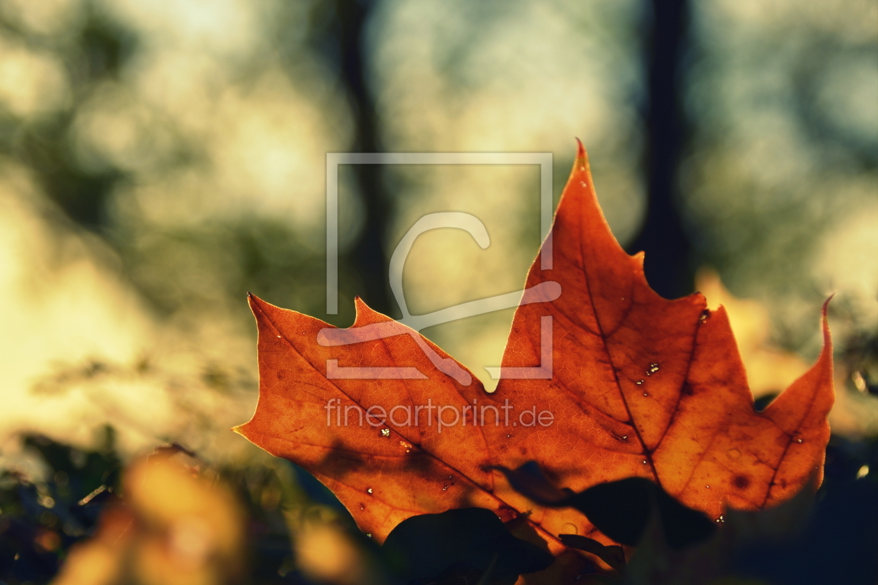 Bild-Nr.: 12640119 Herbst erstellt von GUGIGEI