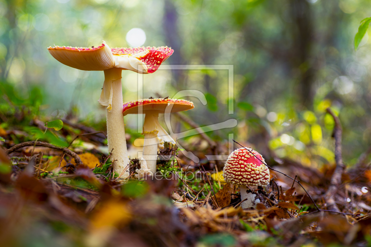 Bild-Nr.: 12640375 Fliegenpilze Amanita muscaria erstellt von Tanja Riedel