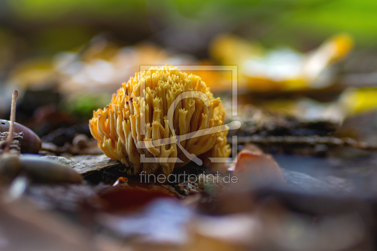 Bild-Nr.: 12640376 Goldgelbe Koralle - Ramaria aurea erstellt von Tanja Riedel