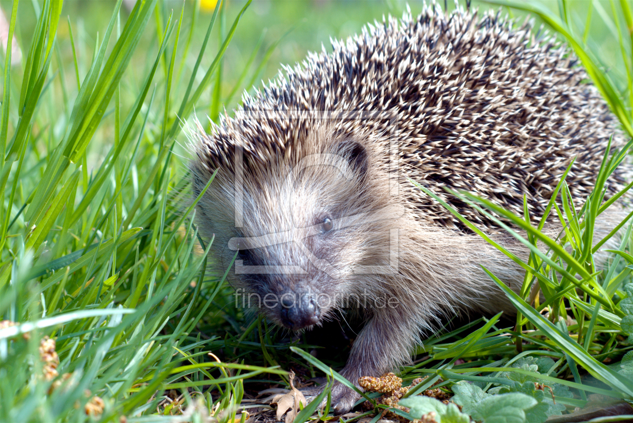 Bild-Nr.: 12643945 Igel erstellt von wompus