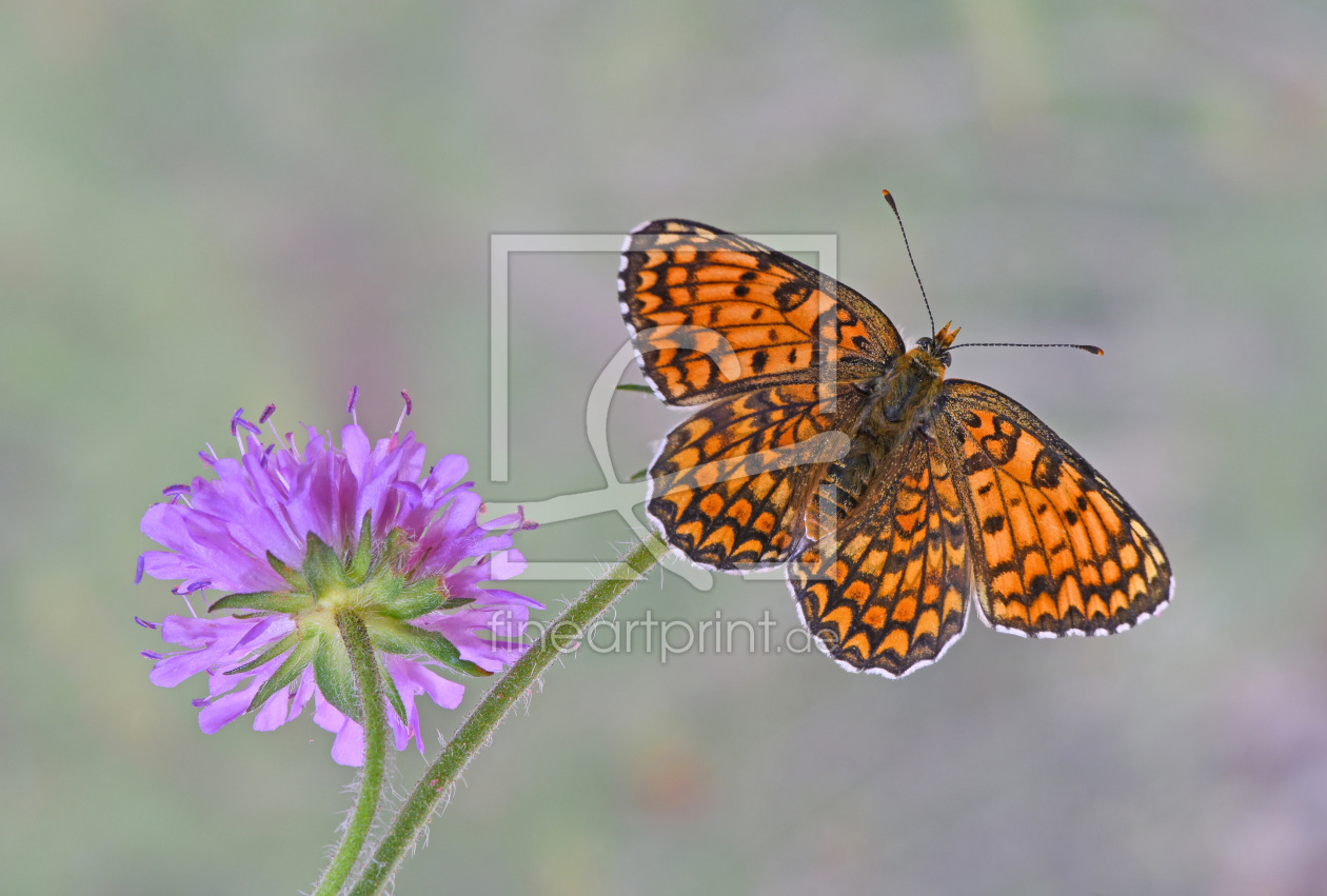 Bild-Nr.: 12644144 Flockenblumen-Scheckenfalter  erstellt von GUGIGEI