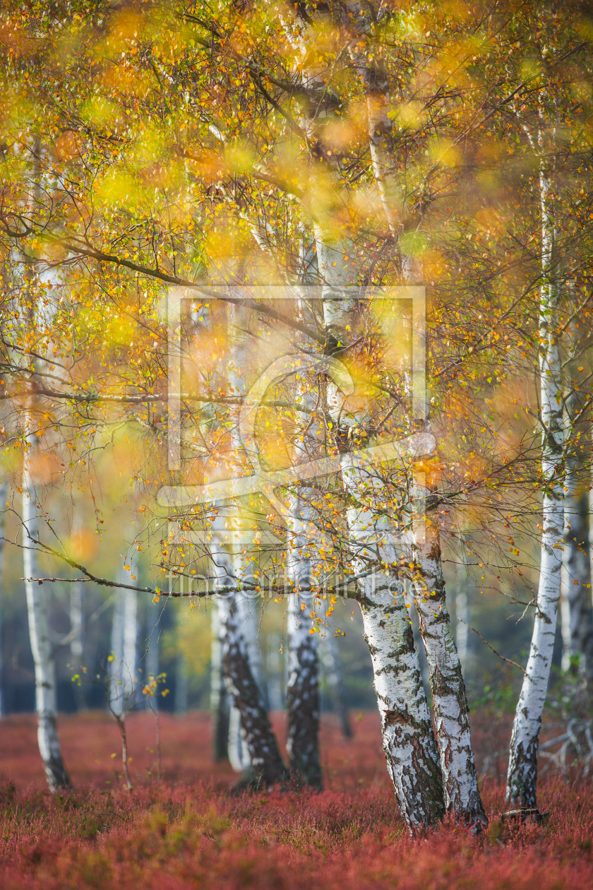 Bild-Nr.: 12645226 Birkenwäldchen im Herbst erstellt von Daniela Beyer