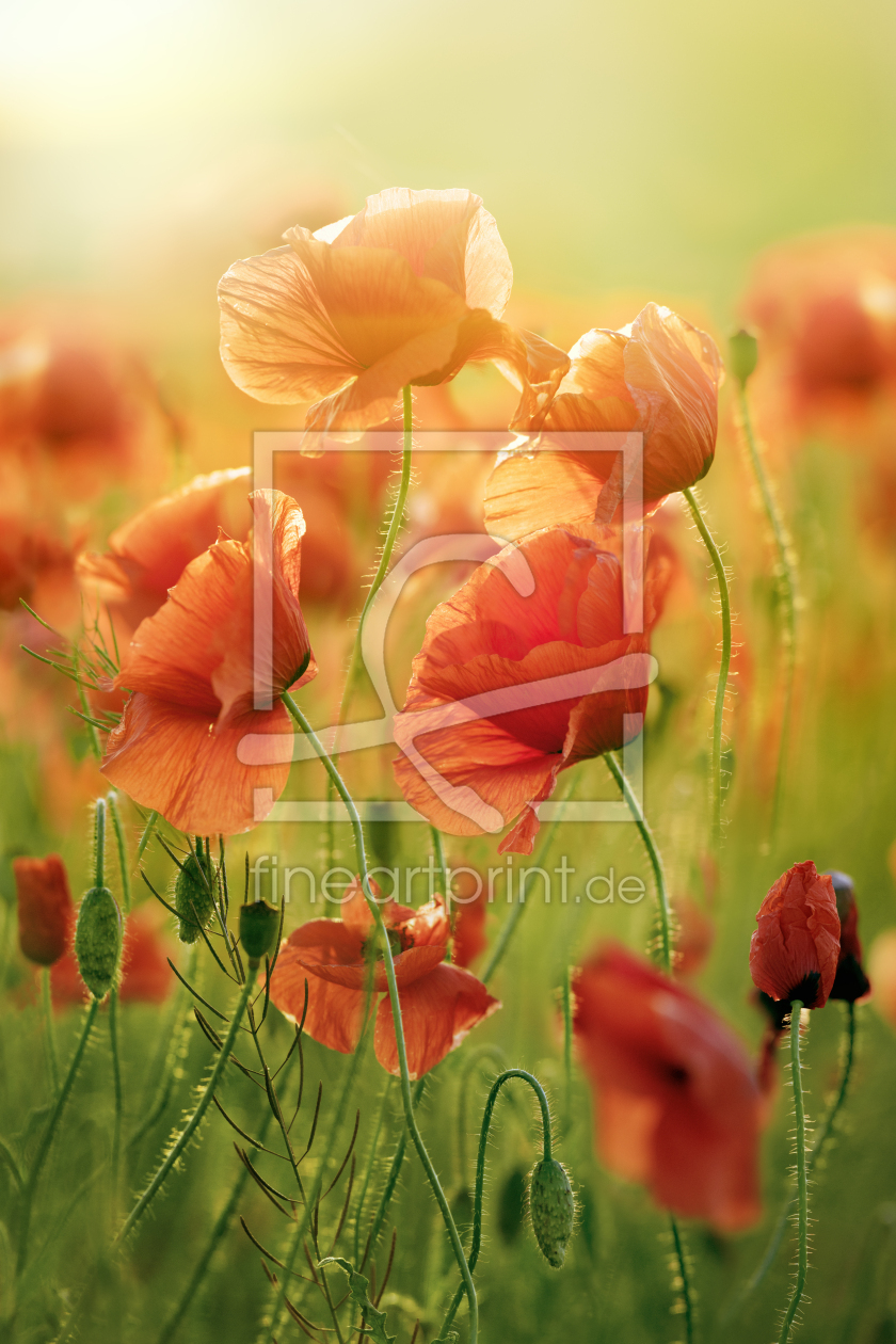 Bild-Nr.: 12646833 Rote Mohnblumen erstellt von KundenNr-294234