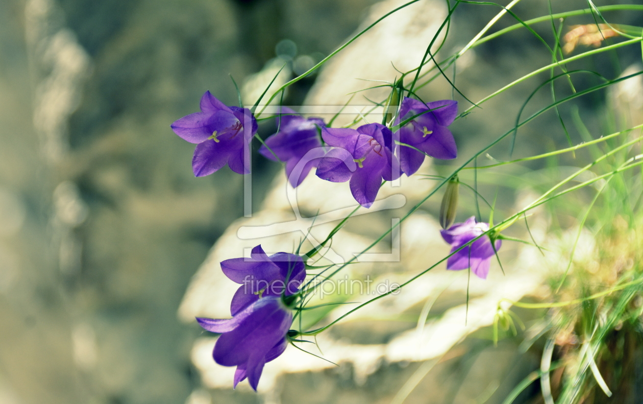 Bild-Nr.: 12657002 Glockenblumen erstellt von GUGIGEI