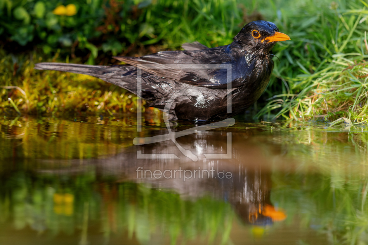 Bild-Nr.: 12663032 Amsel erstellt von DirkR