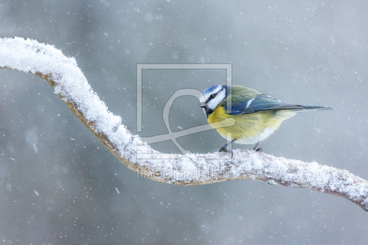 Bild-Nr.: 12680505 Blaumeise im Schneetreiben erstellt von Thomas Herzog
