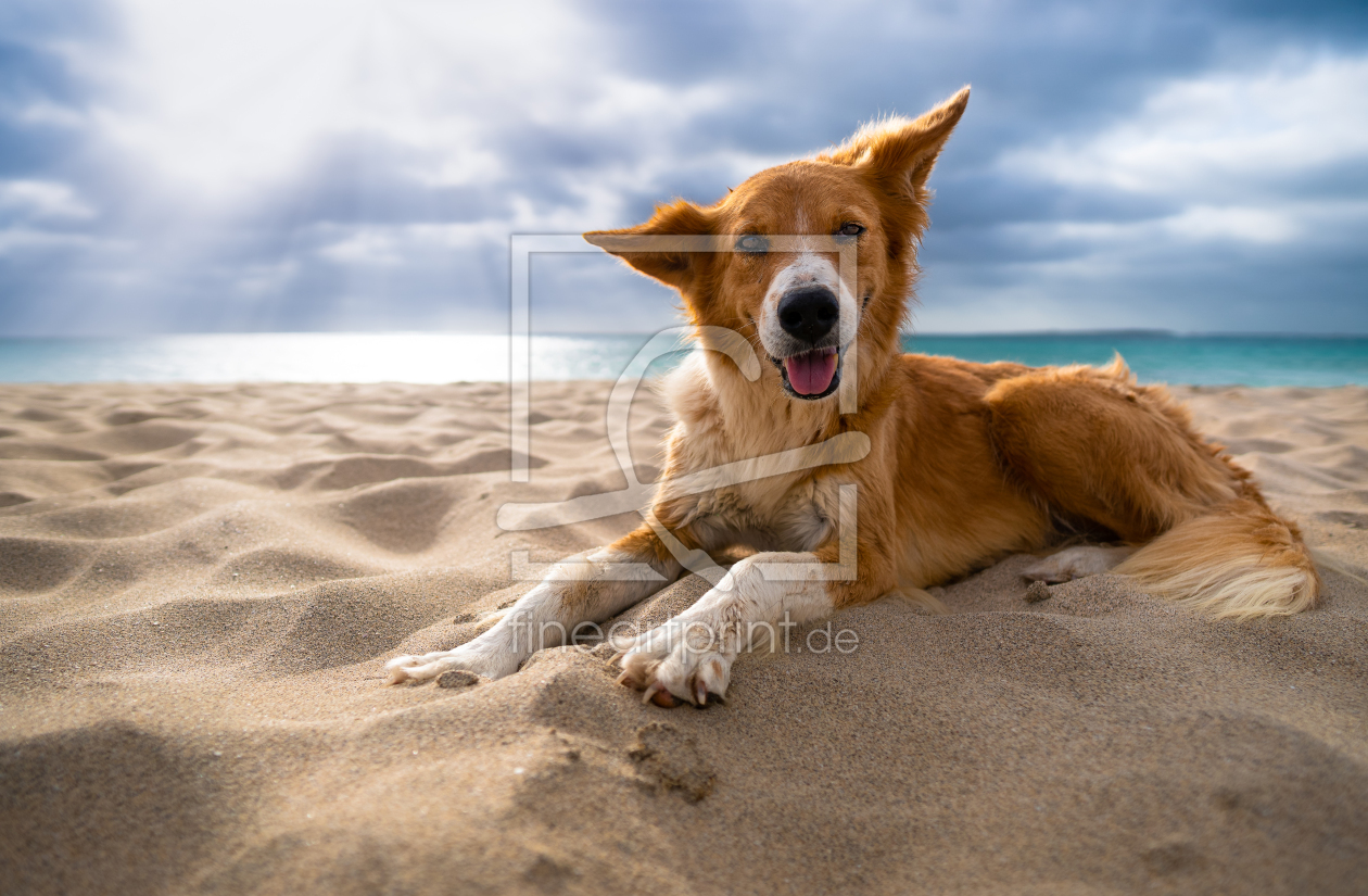 Bild-Nr.: 12683337 Kapverdischer Hund am Strand erstellt von raphotography88