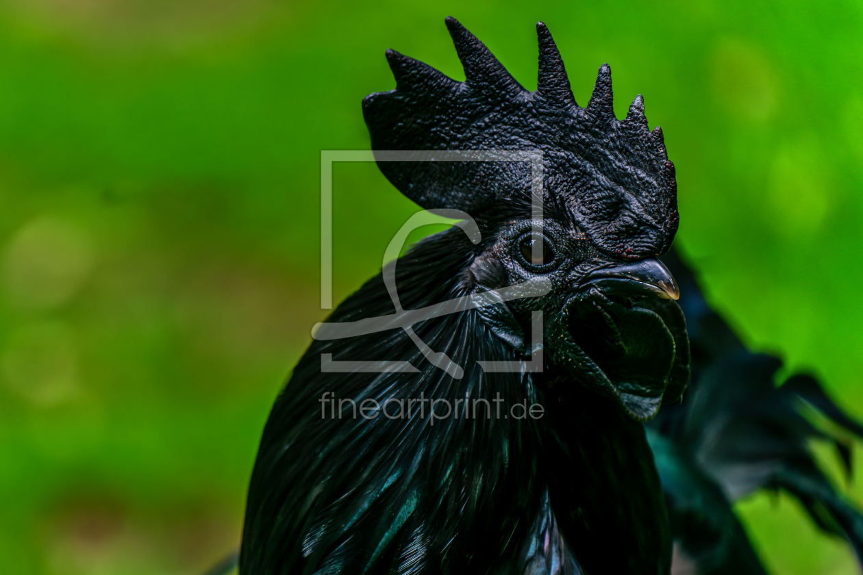 Bild-Nr.: 12683485 Ayam Cemani  erstellt von volker heide