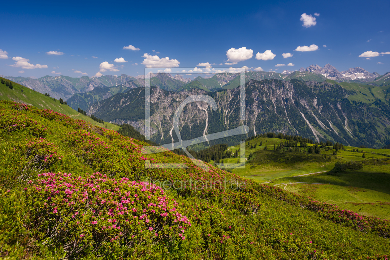 Bild-Nr.: 12685267 Alpenrosen erstellt von Walter G. Allgöwer