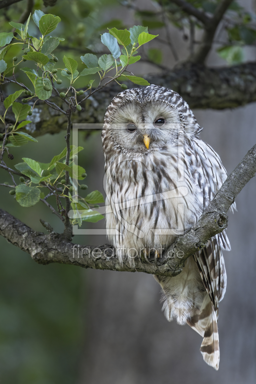 Bild-Nr.: 12685507 Habichtskauz II erstellt von Daniela Beyer