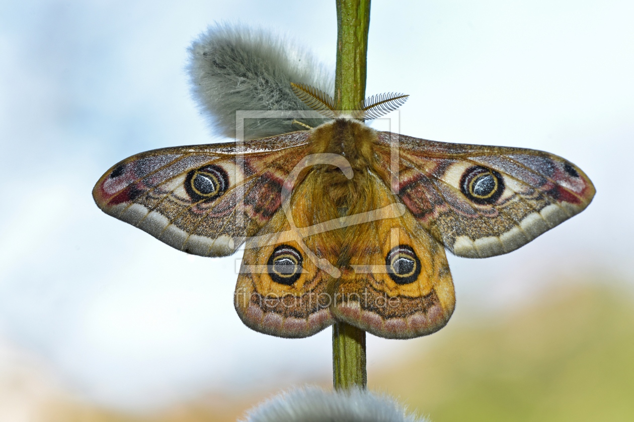 Bild-Nr.: 12687432 Saturnia pavonia erstellt von GUGIGEI