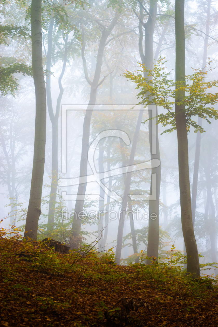Bild-Nr.: 12689019 Nebel im Wald - Ückeritz auf Insel Usedom erstellt von Martin Martin Wasilewski