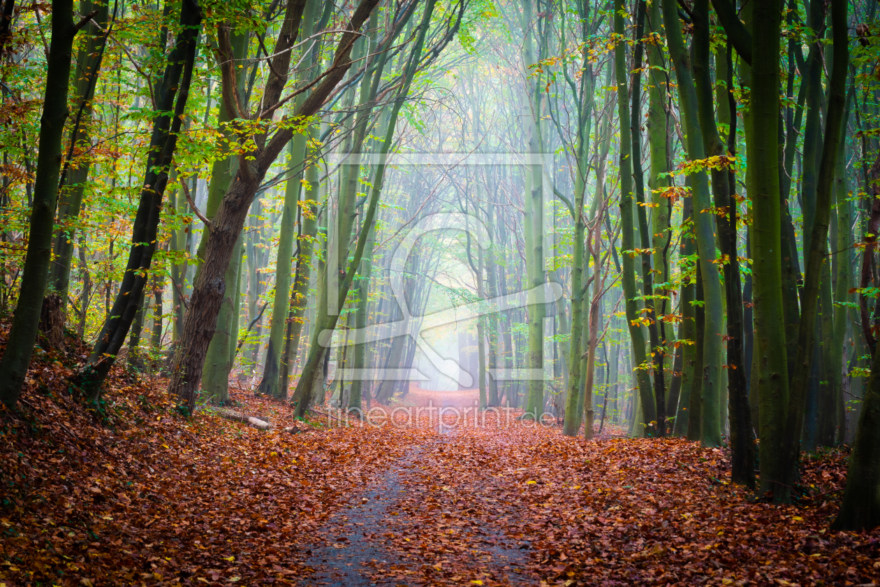 Bild-Nr.: 12689332 Spaziergang im Wald erstellt von Martin Martin Wasilewski