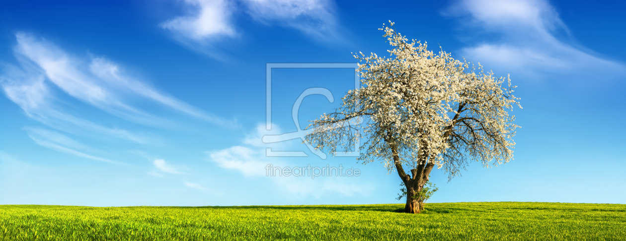 Bild-Nr.: 12691559 Einsamer Baum mit Frühlingsblüten erstellt von Smileus