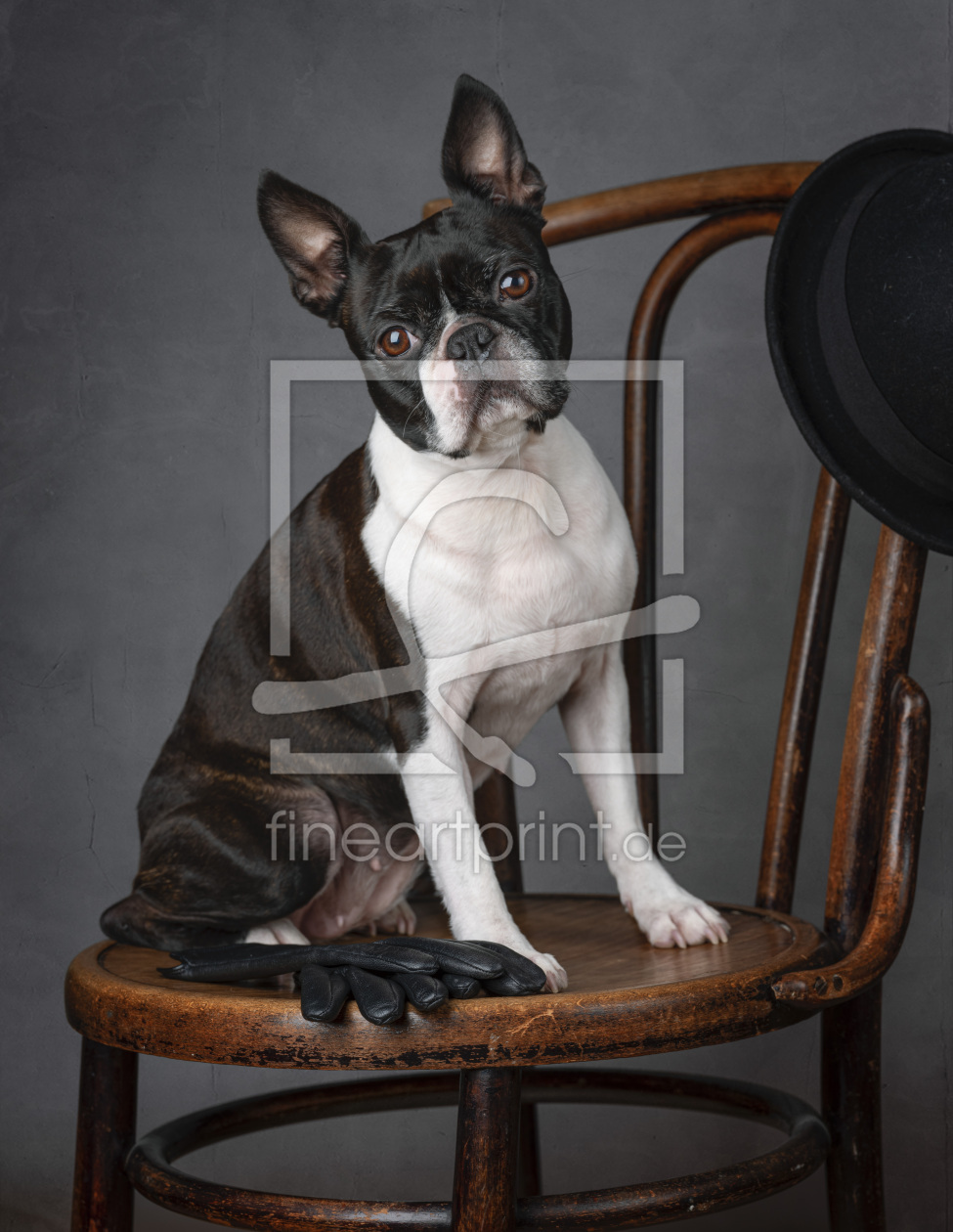 Bild-Nr.: 12694630 Boston Terrier Portrait erstellt von Nailia Schwarz
