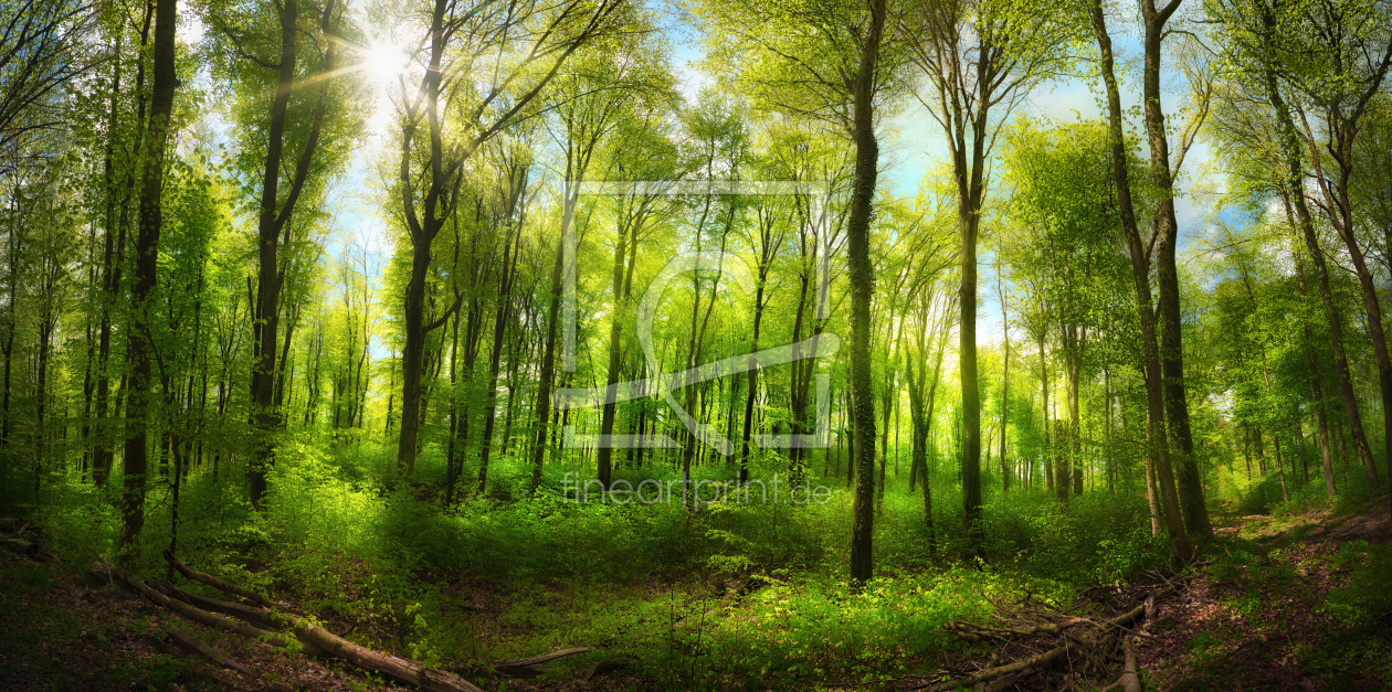 Bild-Nr.: 12697720 Grüner Wald mit erhebendem Sonnenschein erstellt von Smileus