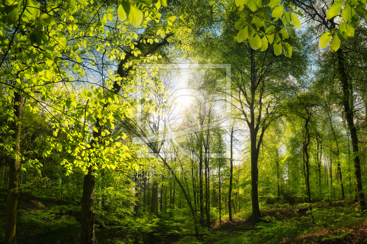 Bild-Nr.: 12698657 Grüner Wald mit schönem Sonnenlicht erstellt von Smileus