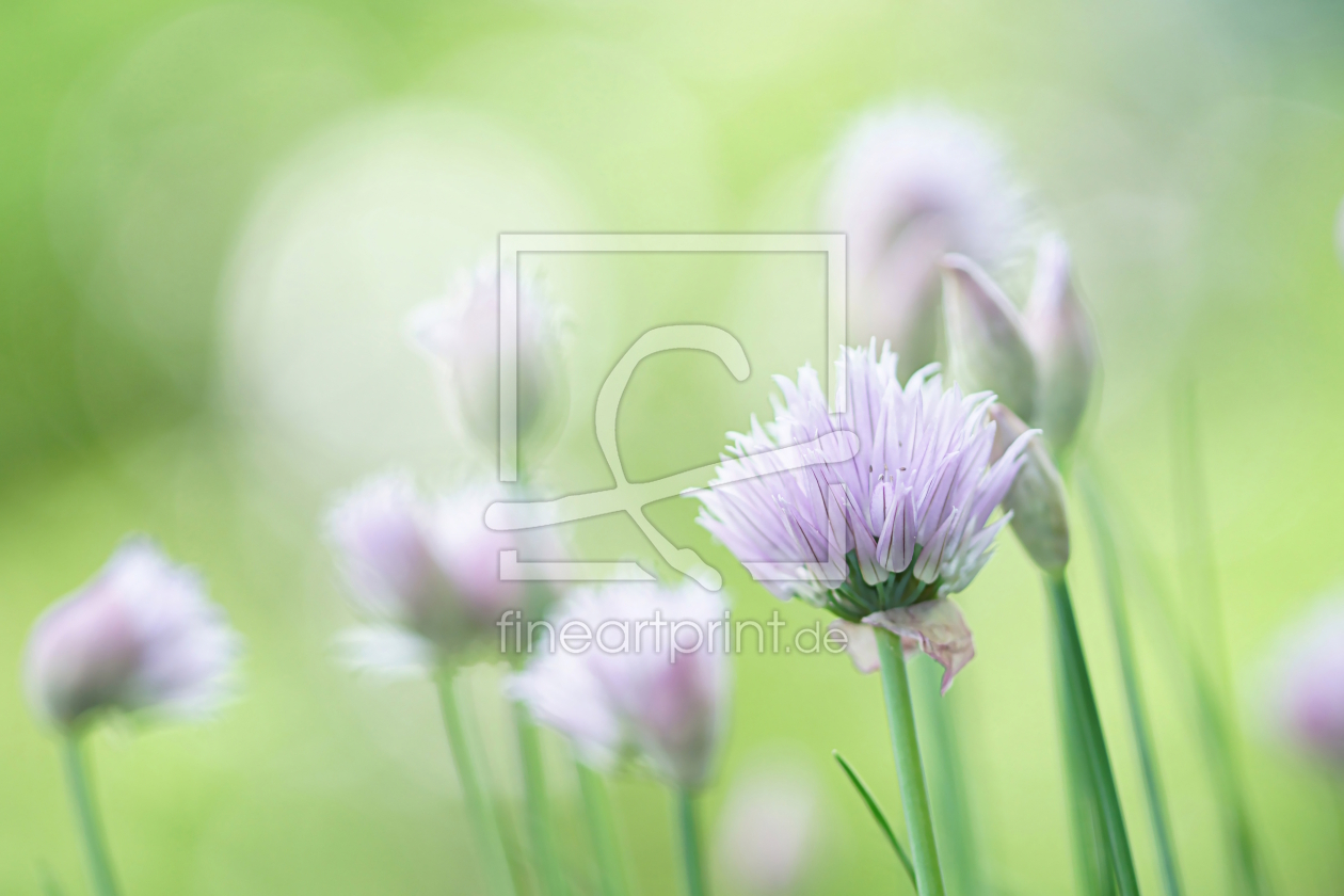 Bild-Nr.: 12699120 Allium erstellt von youhaveadream